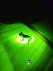 Espadarana prosoblepon