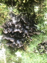 Lobariaceae