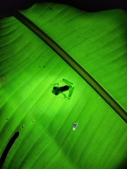 Espadarana prosoblepon