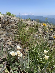 Calochortus subalpinus