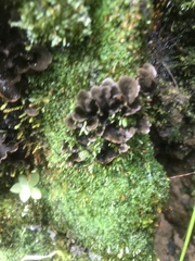 Lobariaceae