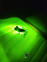 Espadarana prosoblepon