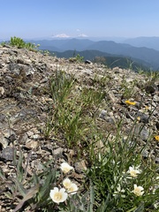 Calochortus subalpinus