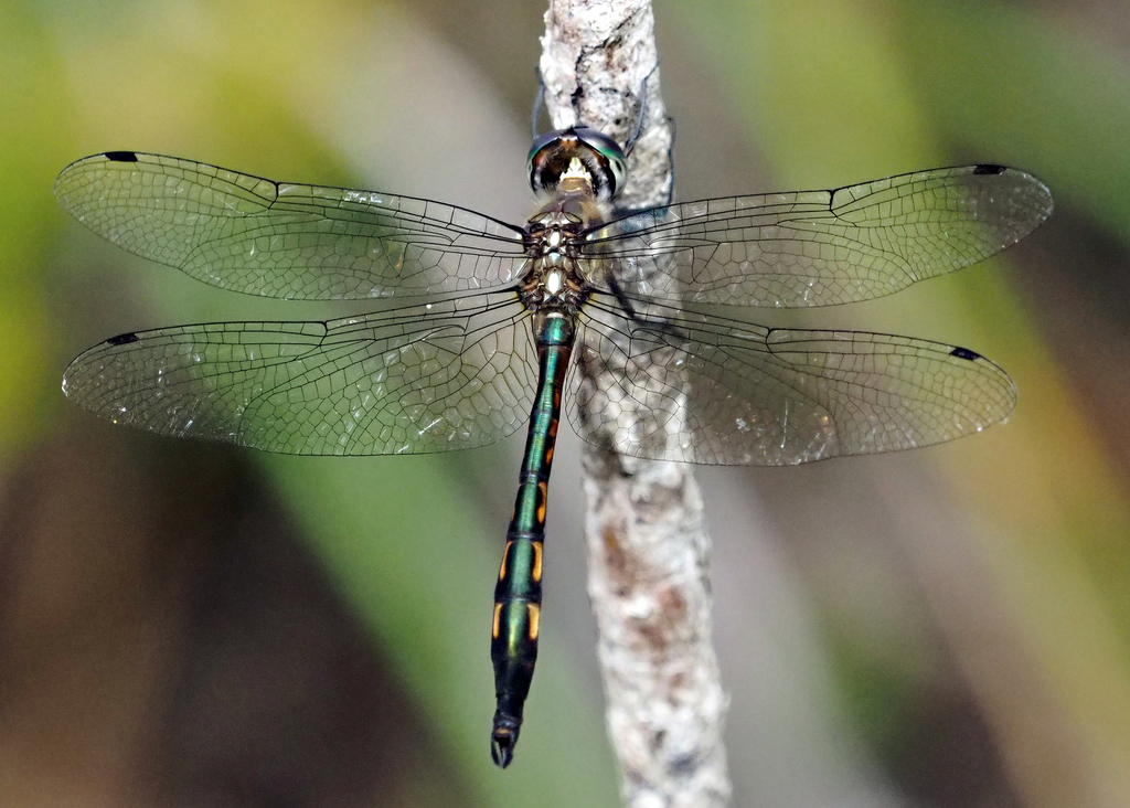 Hemicordulia fidelis
