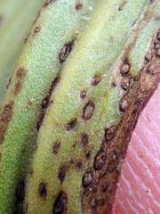 Uromyces thelymitrae