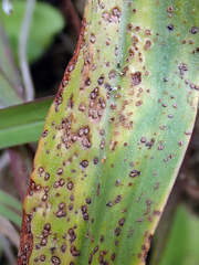 Uromyces thelymitrae