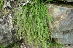 Carex communis