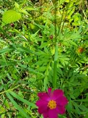 Cosmos caudatus