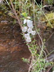 Epacris obtusifolia