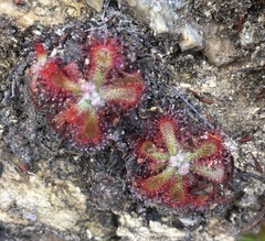 Drosera aliciae