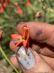 Penstemon