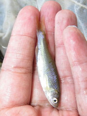 Cyprinella lutrensis