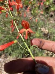 Penstemon
