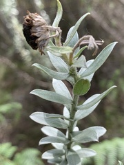 Schistostephium umbellatum
