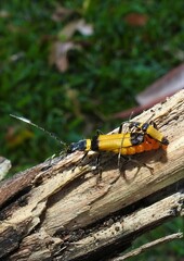 Chauliognathus imperialis