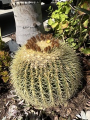 Kroenleinia grusonii