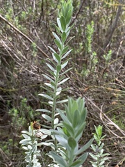 Schistostephium umbellatum