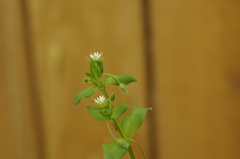 Stellaria