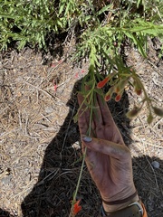 Penstemon