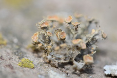 Teloschistes chrysophthalmus