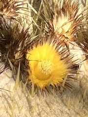 Kroenleinia grusonii