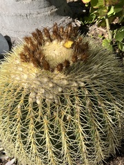 Kroenleinia grusonii