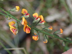 Sphaerolobium vimineum