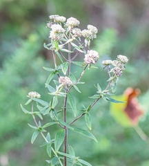 Pycnanthemum verticillatum