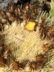 Kroenleinia grusonii