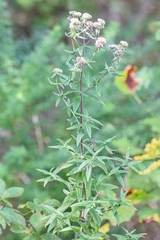Pycnanthemum verticillatum