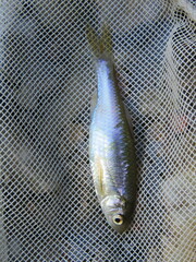 Cyprinella lutrensis