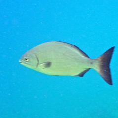 Kyphosus bigibbus