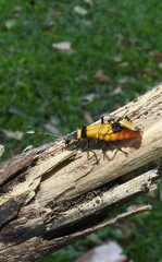 Chauliognathus imperialis