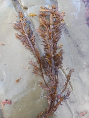 Carpophyllum maschalocarpum