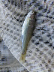 Cyprinella lutrensis