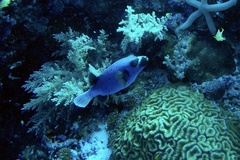 Arothron nigropunctatus