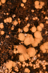 Hemitrichia