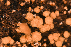 Hemitrichia