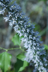 Liatris hesperelegans