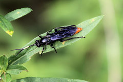 Protichneumon grandis