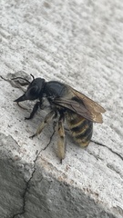 Xylocopa tabaniformis azteca
