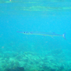 Tylosurus crocodilus