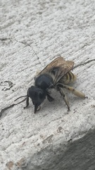 Xylocopa tabaniformis azteca