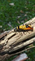 Chauliognathus imperialis