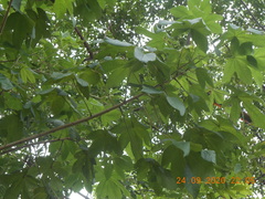 Cochlospermum vitifolium