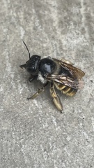 Xylocopa tabaniformis azteca