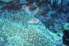 Amphiprion perideraion