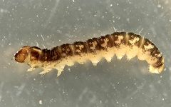 Cataclysta