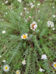 Rhodanthe anthemoides