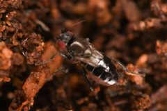 Sphaeroceridae
